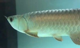 金龍魚(yú)身體彎曲 怎么回事【金龍魚(yú)身體彎曲怎么回事】 金龍魚(yú)身體彎曲 怎么回事【金龍魚(yú)身體彎曲怎么回事】 龍魚(yú)百科 第3張