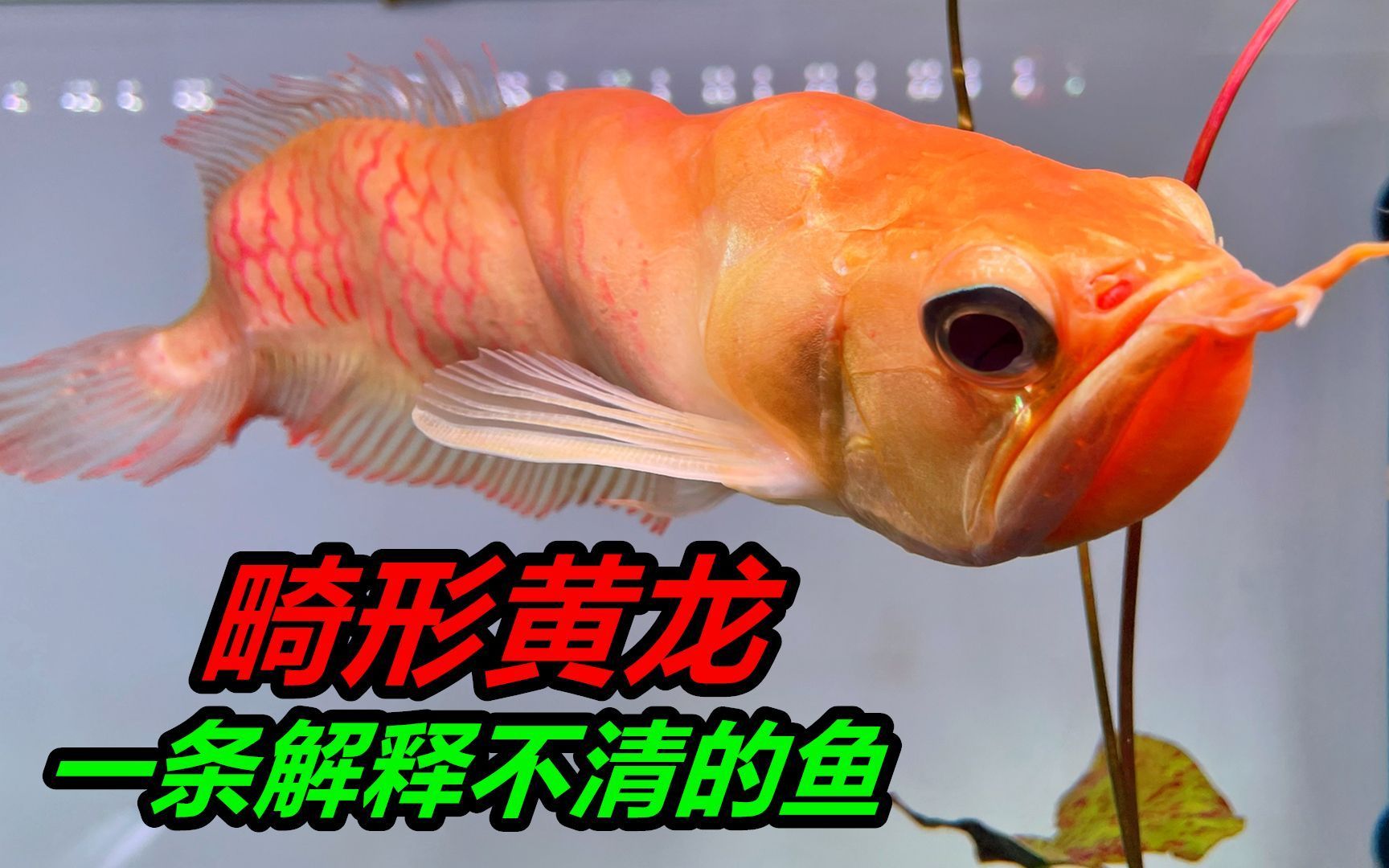 黃龍魚與黃化銀龍魚的區(qū)別【黃化銀龍魚與黃化銀龍魚的區(qū)別】