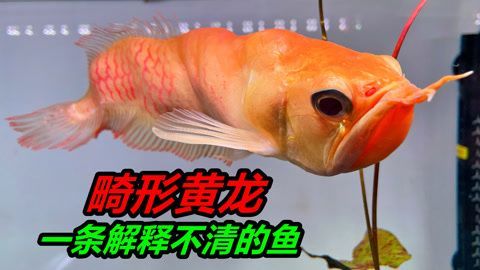 黃龍魚與黃化銀龍魚的區(qū)別【黃化銀龍魚與黃化銀龍魚的區(qū)別】