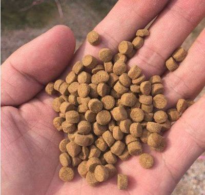 雪龍魚飼料配方優化研究：如何優化雪龍魚飼料配方提高其營養價值和飼養效果