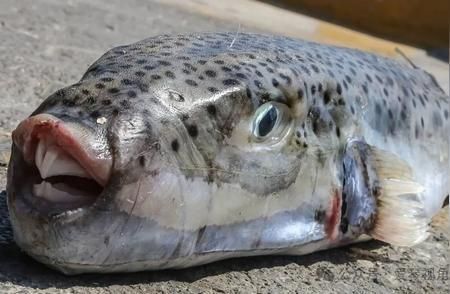 龍魚被小魚追著咬是什么情況：如何防止金龍魚被小魚咬傷