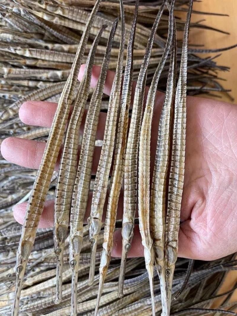海龍魚的照片