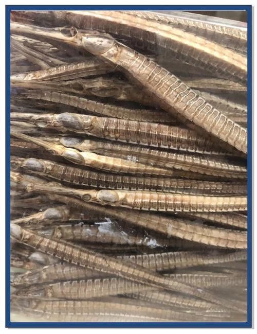 海龍魚的照片