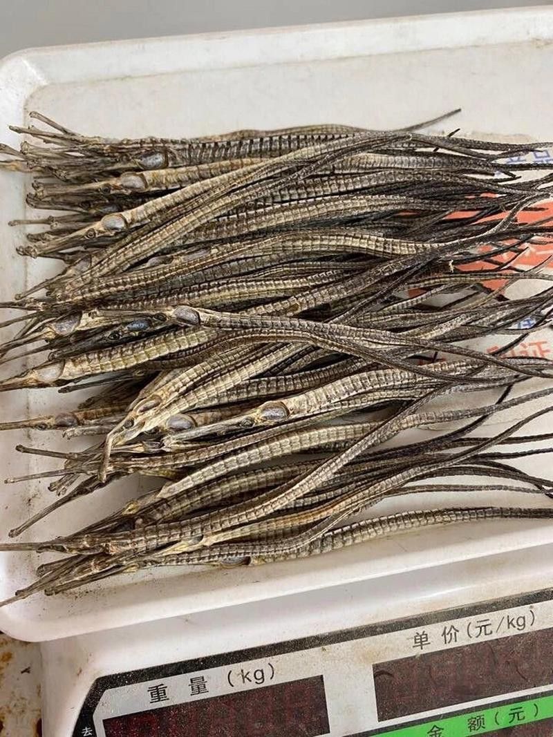 海龍魚的照片