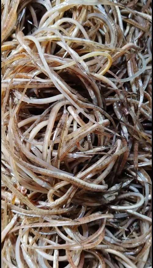 海龍魚的照片