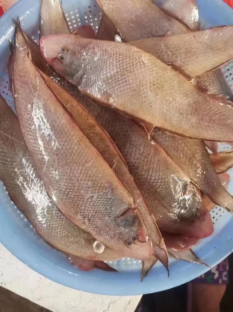 海龍魚的照片