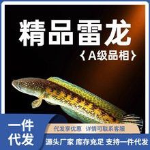 紅龍魚的品牌有哪些名字圖片及價格 紅龍魚的品牌有哪些名字圖片及價格 龍魚百科 第13張