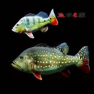 帝王紅龍魚品質好不好養：帝王紅龍魚發色最快要到一年半