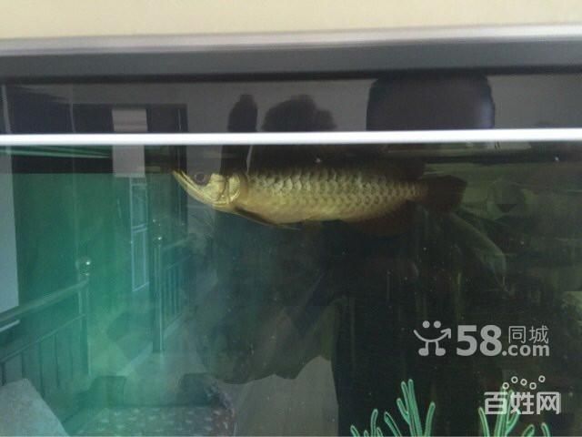 帝王紅龍魚品質好不好養：帝王紅龍魚發色最快要到一年半