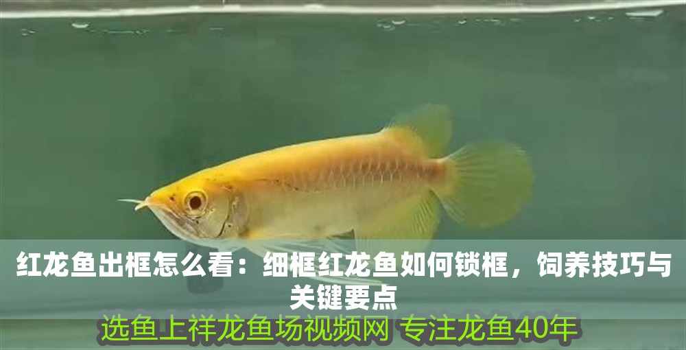 紅龍魚出框怎么看：細框紅龍魚如何鎖框，飼養技巧與關鍵要點