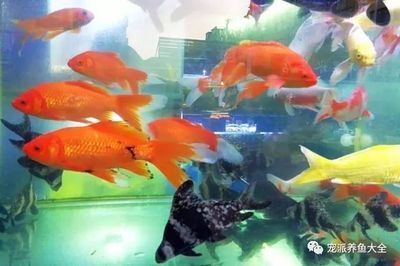 龍魚和招財魚吃的一樣嗎：龍魚和招財魚的飲食習慣有什么不同？