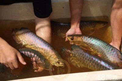 養紅金龍魚的好處（養紅金龍魚不僅能夠美化生活環境，還可能帶來一些風水上的益處）