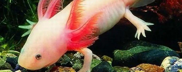 六角恐龍魚尾巴破了怎么辦