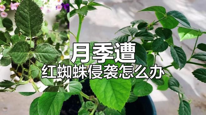 如何防治月季紅龍的病蟲害？ 如何防治月季紅龍的病蟲害？ 龍魚百科 第1張