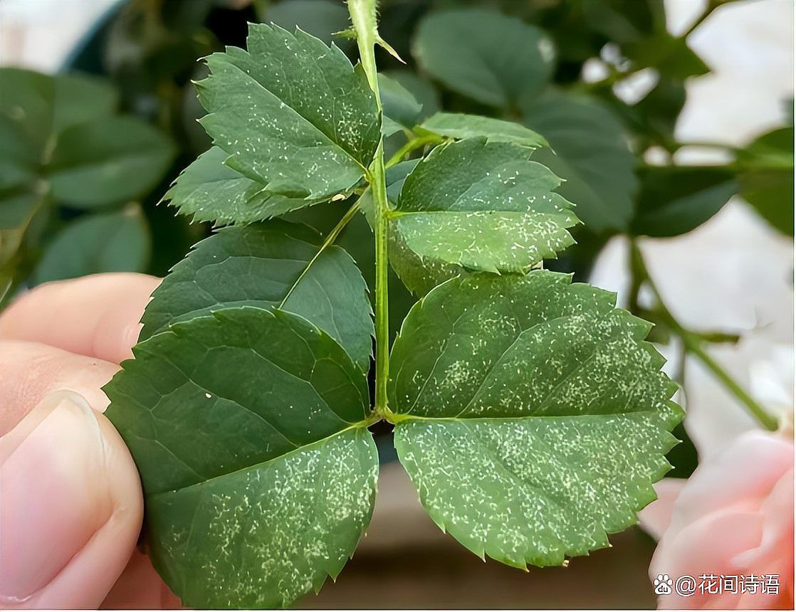 如何防治月季紅龍的病蟲害？ 如何防治月季紅龍的病蟲害？ 龍魚百科 第6張