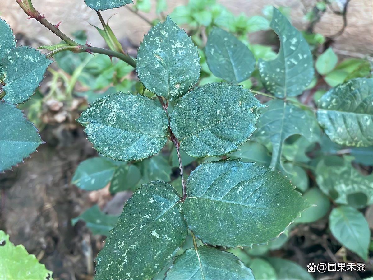 如何防治月季紅龍的病蟲害？ 如何防治月季紅龍的病蟲害？ 龍魚百科 第5張