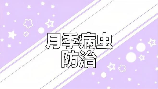 如何防治月季紅龍的病蟲害？ 如何防治月季紅龍的病蟲害？ 龍魚百科 第9張