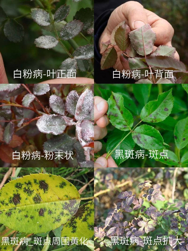 如何防治月季紅龍的病蟲害？ 如何防治月季紅龍的病蟲害？ 龍魚百科 第10張