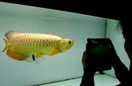 龍魚愛打架嗎：關于龍魚最愛吃什么水果和蔬菜