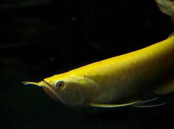 紅眼白子龍魚能長多大圖片視頻