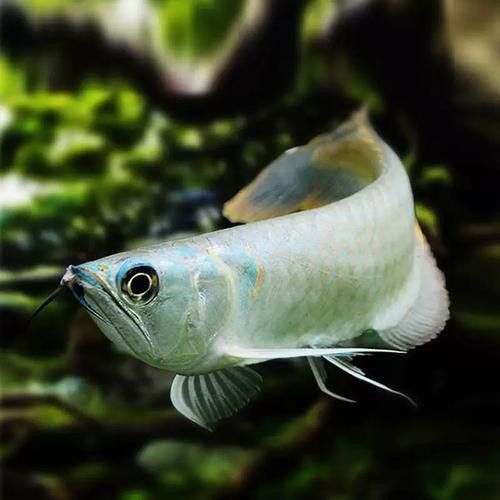 紅眼白子龍魚能長多大圖片視頻