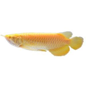 紅眼白子龍魚能長多大圖片視頻