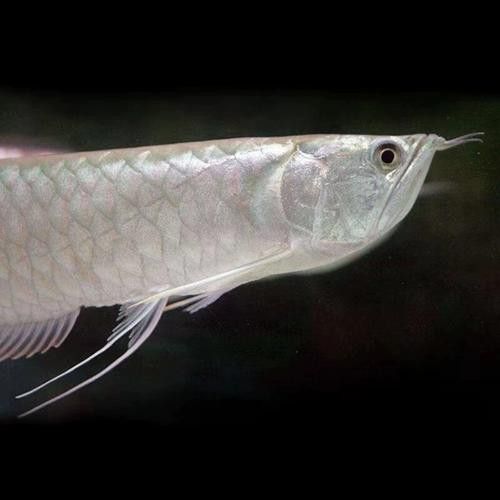 紅眼白子龍魚能長多大圖片視頻
