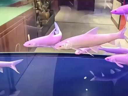 紅眼白子龍魚能長多大圖片視頻