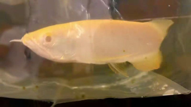 紅眼白子龍魚能長多大圖片視頻