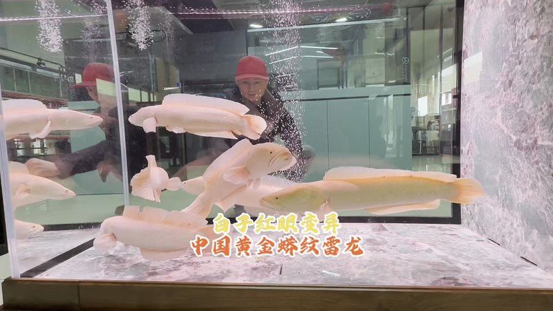 紅眼白子龍魚能長多大圖片視頻