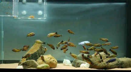 龍魚不兜不漏【如何預(yù)防龍魚兜嘴】