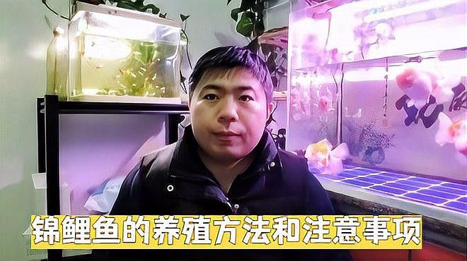 新手養(yǎng)錦鯉需要注意什么？ 新手養(yǎng)錦鯉需要注意什么？ 龍魚百科 第2張