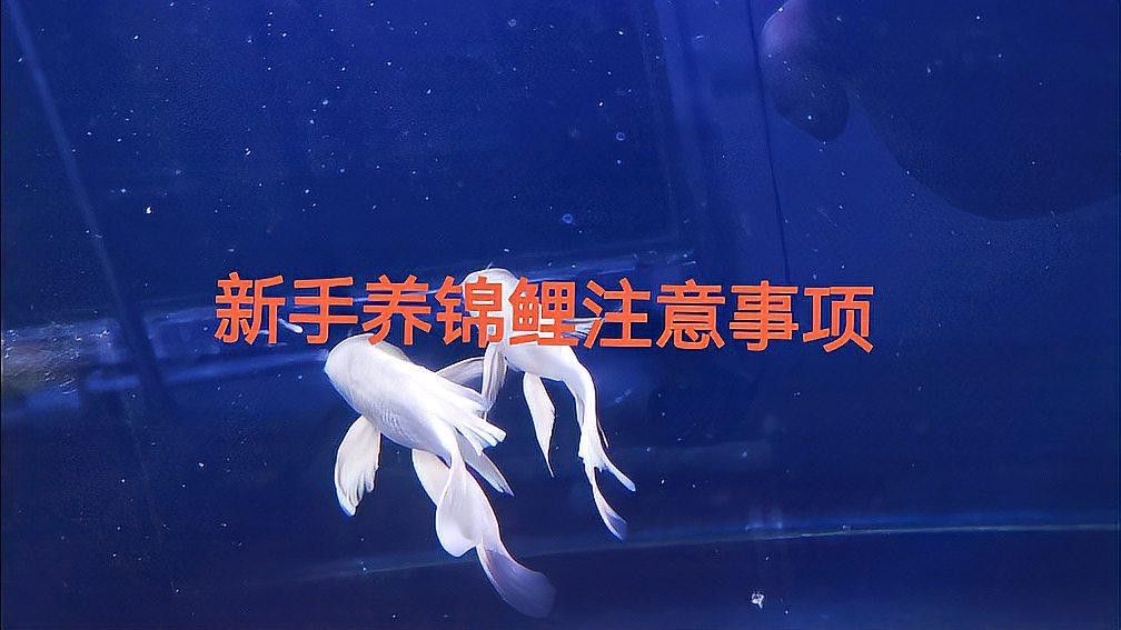 新手養(yǎng)錦鯉需要注意什么？ 新手養(yǎng)錦鯉需要注意什么？ 龍魚百科 第3張