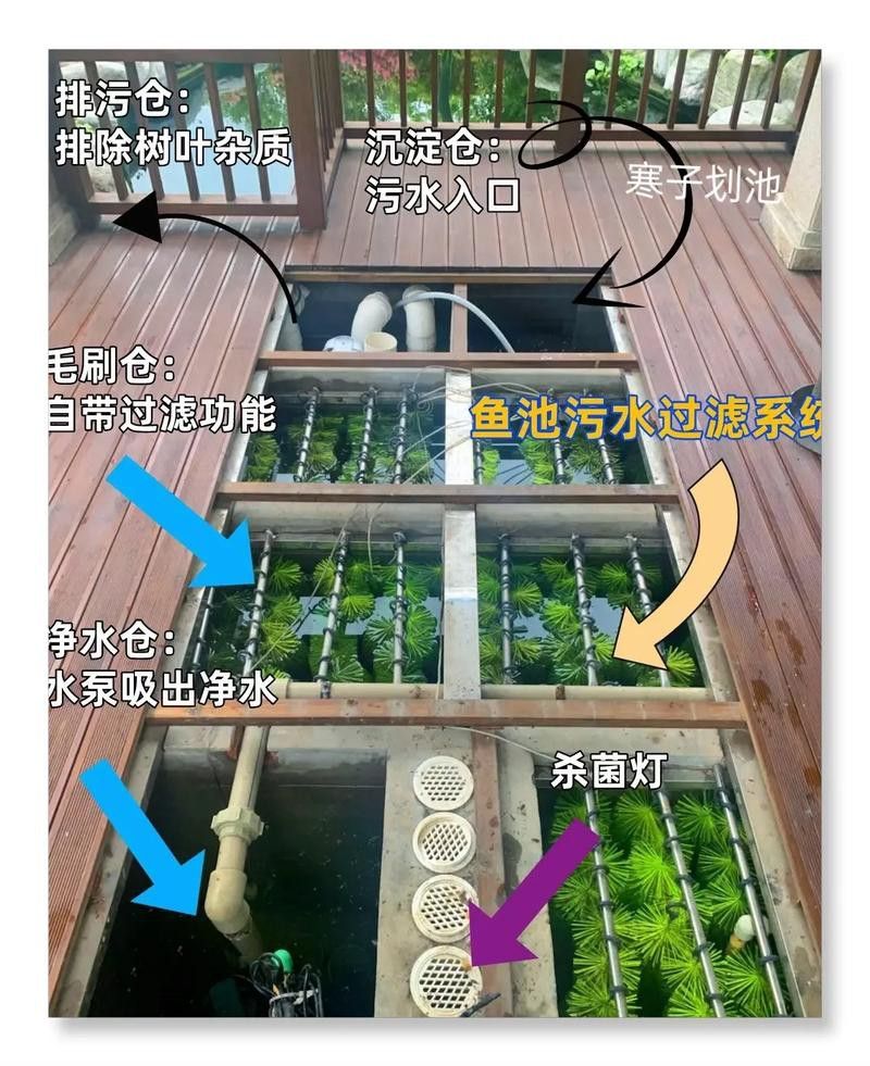 新手養(yǎng)錦鯉需要注意什么？ 新手養(yǎng)錦鯉需要注意什么？ 龍魚百科 第7張