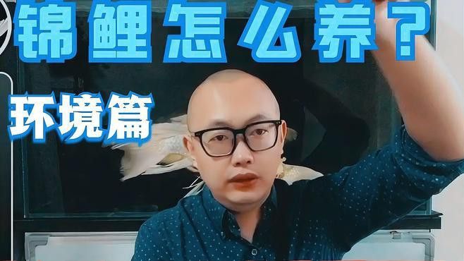 新手養(yǎng)錦鯉需要注意什么？ 新手養(yǎng)錦鯉需要注意什么？ 龍魚百科 第4張