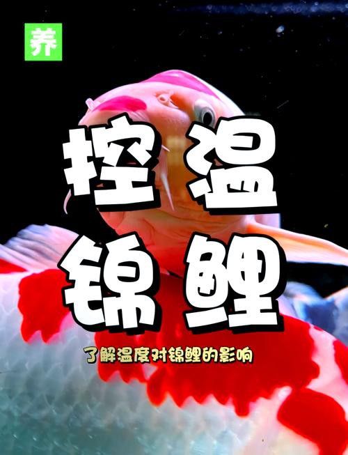 新手養(yǎng)錦鯉需要注意什么？ 新手養(yǎng)錦鯉需要注意什么？ 龍魚百科 第14張