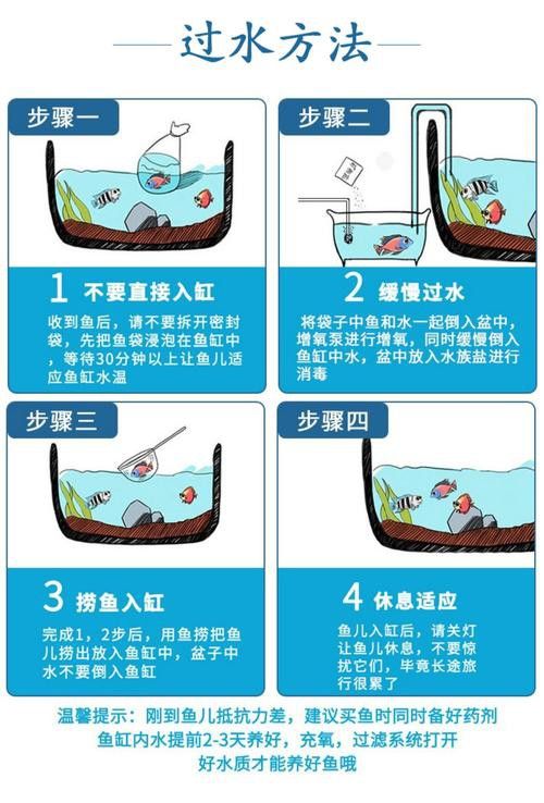 新手養(yǎng)錦鯉需要注意什么？ 新手養(yǎng)錦鯉需要注意什么？ 龍魚百科 第16張