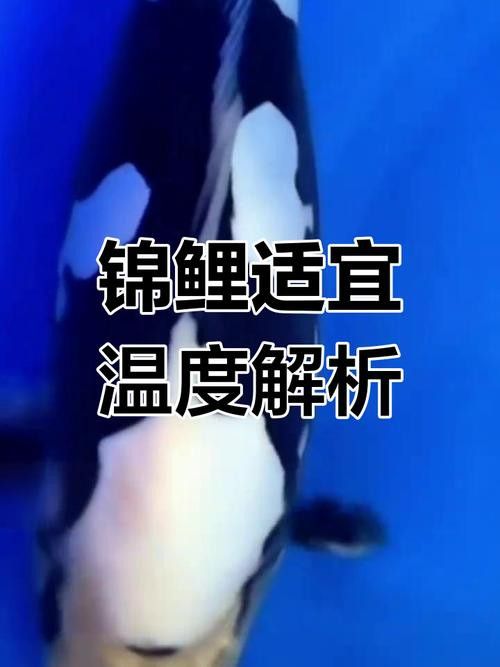 新手養(yǎng)錦鯉需要注意什么？ 新手養(yǎng)錦鯉需要注意什么？ 龍魚百科 第15張