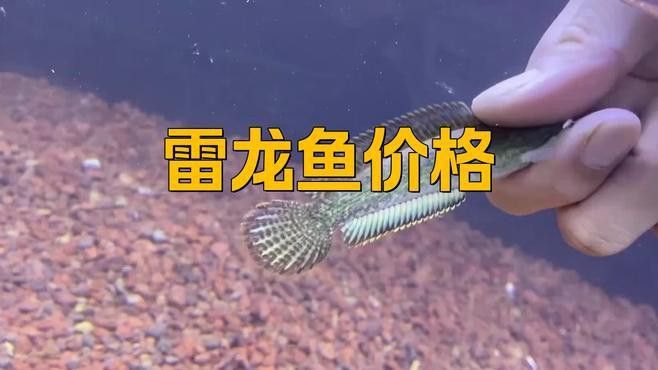 夢幻雷龍魚為什么那么貴啊