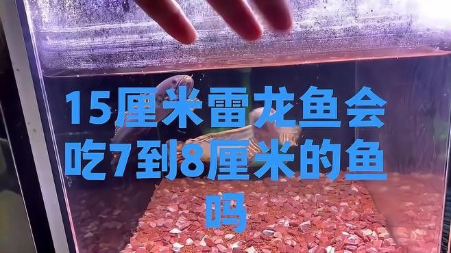 雷龍魚吃活魚嗎 雷龍魚吃活魚嗎 龍魚百科 第1張