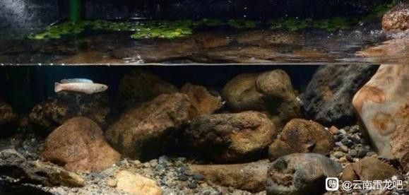 雷龍魚吃活魚嗎 雷龍魚吃活魚嗎 龍魚百科 第2張