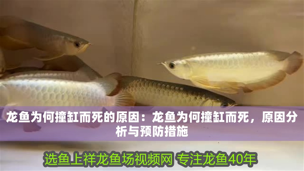 龍魚為何撞缸而死的原因：龍魚為何撞缸而死，原因分析與預防措施 龍魚為何撞缸而死的原因：龍魚為何撞缸而死，原因分析與預防措施 龍魚百科 第1張