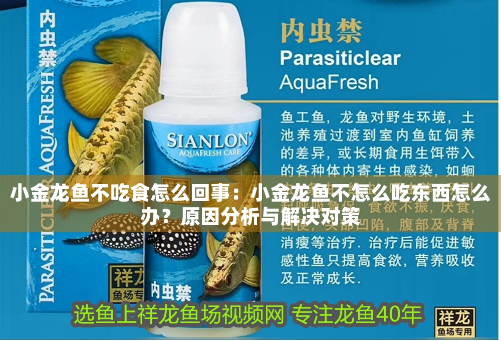 小金龍魚不吃食怎么回事：小金龍魚不怎么吃東西怎么辦？原因分析與解決對策 小金龍魚不吃食怎么回事：小金龍魚不怎么吃東西怎么辦？原因分析與解決對策 龍魚百科 第1張