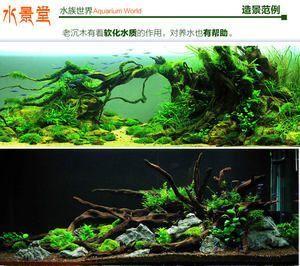 龍魚缸里放沉木：龍魚缸沉木在魚缸里放沉木有什么好處和壞處和壞處 龍魚缸里放沉木：龍魚缸沉木在魚缸里放沉木有什么好處和壞處和壞處 龍魚百科 第2張