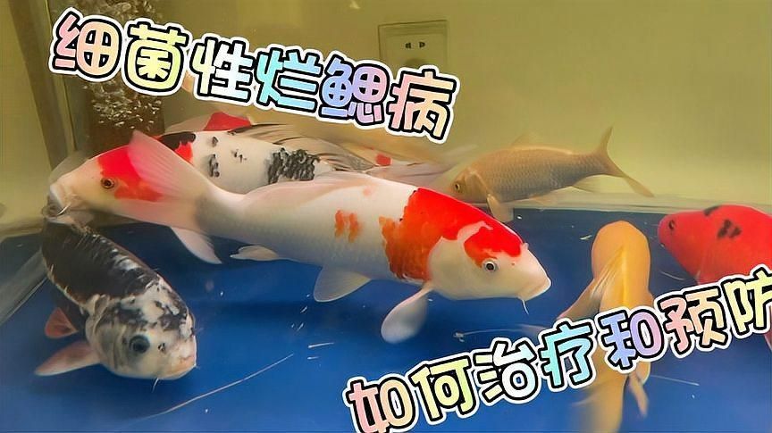 如何預防魚爛鰓病的發生？