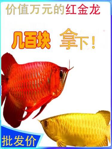 藍底過背金龍魚的市場價格