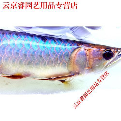 藍底過背金龍魚的市場價格