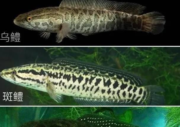 雷龍魚顏值排行第幾(什么是雷龍魚) 龍魚百科 第2張 雷龍魚顏值排行第幾(什么是雷龍魚) 雷龍魚顏值排行第幾(什么是雷龍魚) 龍魚百科 第2張