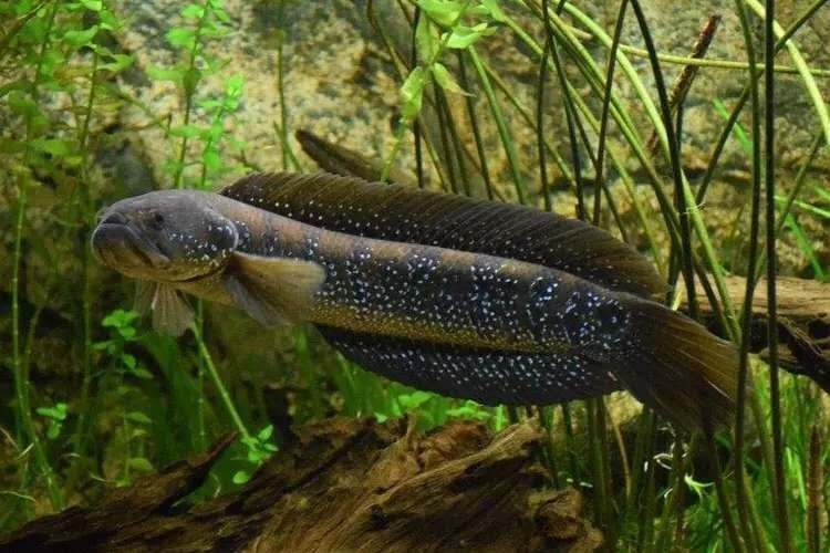 雷龍魚顏值排行第幾(什么是雷龍魚) 龍魚百科 第3張 雷龍魚顏值排行第幾(什么是雷龍魚) 雷龍魚顏值排行第幾(什么是雷龍魚) 龍魚百科 第3張