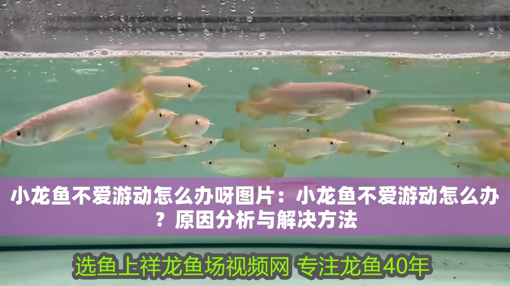 小龍魚不愛游動怎么辦呀圖片：小龍魚不愛游動怎么辦？原因分析與解決方法